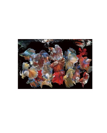 PECES SIAM- FOTO 150x100